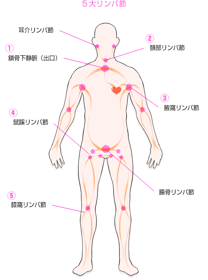 5大リンパ節の説明画像